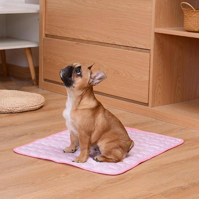 Kleine bruine hond zit op de roze Coolmat en de mat ligt op de grond