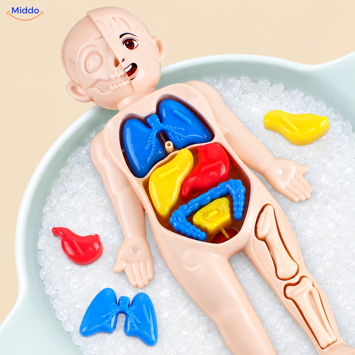 Anatomiemodel met losse onderdelen