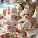 BunnyBuddy Plush Nico Robot Puppy box with gift and robot puppy inside www.middo.nl