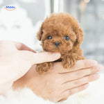 BunnyBuddy Plush gezellig klein pluizig konijn voor alle leeftijden www.middo.nl