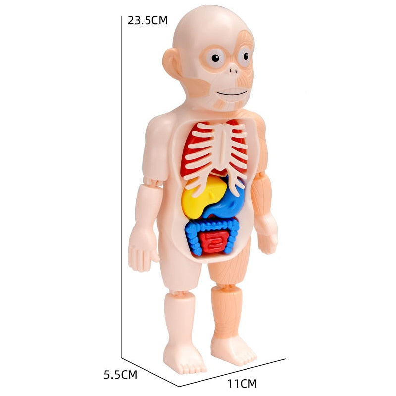 Speelgoed anatomie pop met zichtbare organen en afmetingen