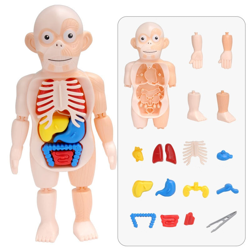 Volledige set onderdelen van de anatomie speelgoed pop