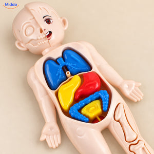Kinder Anatomie Set