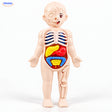 Kinder Anatomie Set