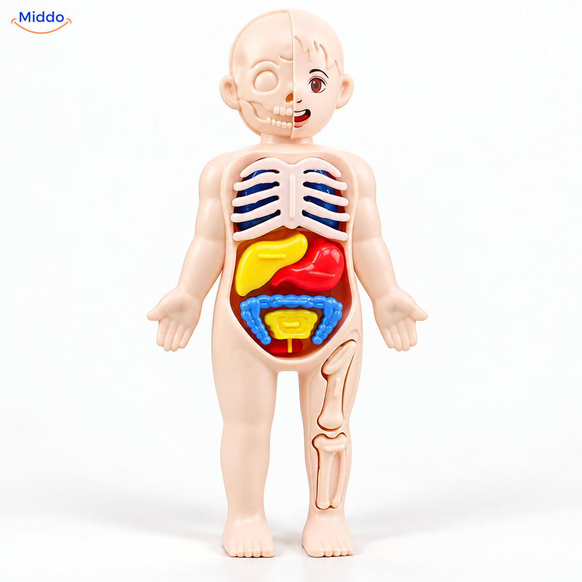 Kinder Anatomie Set