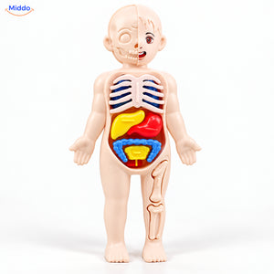 Kinder Anatomie Set