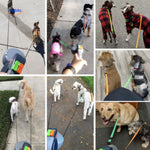 wandelen met meerdere honden intrekbare lijn collage